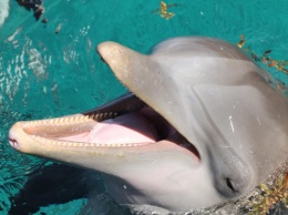 Ученые нашли у дельфинов удивительный человеческий фактор