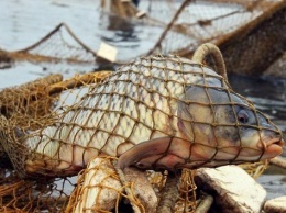 В Азовском море нашли сотни метров браконьерских сетей - видео