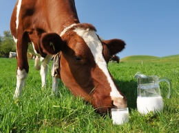 Ученые развеяли мифы о вредности молока