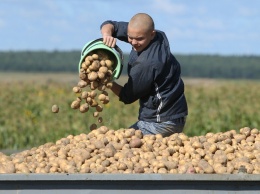 Картошка в Украине подорожала на 90%: данные Ассоциации поставщиков торговых сетей