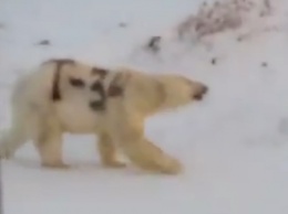 На Чукотке медведя обрекли на голодную гибель, разрисовав мех (ВИДЕО)