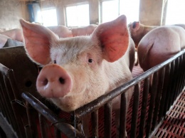 За месяц в Украине зафиксировали три случая африканской чумы свиней