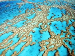 Ученые "озвучили" коралловый риф