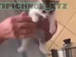 В Харькове женщина издевалась над котенком. Внучка сняла происходящее на видео и выложила в Инстаграм, - ВИДЕО