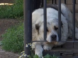 В Николаеве сотрудники «Центра защиты животных» проникли в чужой двор и забрали домашних собак