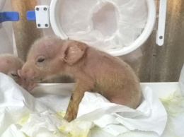 В Китае родились первые гибриды свиней и обезьян, но через неделю умерли. Фото