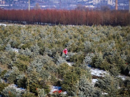 Десятки гектар хвои: как в Запорожье выращивают елки к Новому году, - ФОТОРЕПОРТАЖ