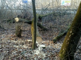 В урочище Теремки национального парка "Голосеевский" застройщик начал вырубку деревьев (фото)