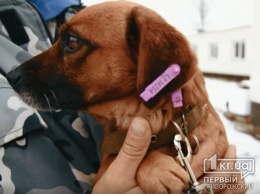 Криворожане могут взять в семью бездомных собак из Центра, более 1000 животных уже нашли дом