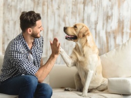 Как собаки понимают речь хозяев: ученые нашли объяснение