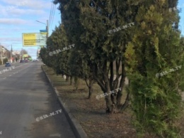 Как в Крыму - вдоль магистральных улиц в Мелитополе высадили вечнозеленые деревья (фото, видео)