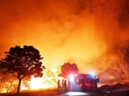 В Австралии объявили режим ЧП из-за лесных пожаров