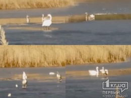 Стая лебедей осталась зимовать на пруду в криворожском поселке