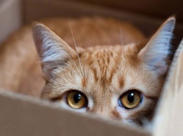 Как понять странное поведение кота: специалисты нашли объяснение