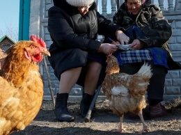 За убийство курицы украинца осудили на пять лет
