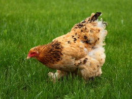 Жителя области осудили на 5 лет за убийство курицы