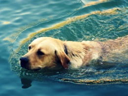 ТОП-5 пород собак, которые любят плавать в воде