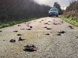 Сотни мертвых птиц найдены на дороге в Уэльсе. Причина их гибели неизвестна
