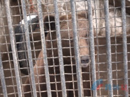 Медведь-шатун и поссорившиеся ламы: как поживают обитатели зоопарка в оккупированном Луганске (фото)