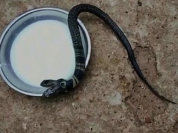 Обнаружена редкая двухголовая кобра