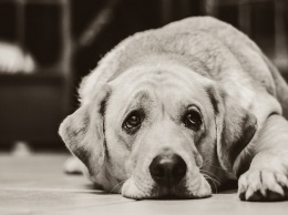 «Доброе сердце»: в Днепре таксист спас сбитую собаку