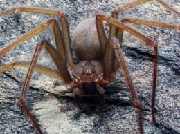 Ученые нашли паука, от укуса которого тело гниет