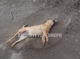 Возле днепровских предприятий травят бездомных собак