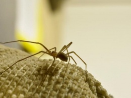 Ученые обнаружили новый вид смертельно опасных пауков