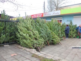В Керчь привезли новогодние елки
