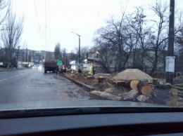 «Это город для людей, а не для старых тополей»: в Николаеве ради укладки плитки рубят здоровые деревья