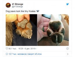 У пользователей соцсетей новое увлечение - собачьи ноги