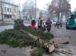 В Переяславе срубили полувековые ели