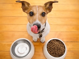 ТОП-5 запрещенных продуктов питания для собак