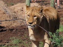 Выпустили на волю: львы из Бердянского зоопарка добрались в Африку (фото)
