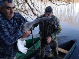 Лесники спасли молодого лебедя