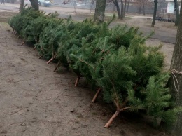 Торговцы елками получили первые штрафы