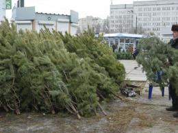 В Украине запустили приложение для проверки легальности новогодних елок