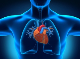 Найден новый механизм лечения дефектов сердца