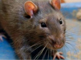 В супермаркете в ящике печенья крыса привела крысенышей. ВИДЕО