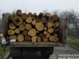 На Днепропетровщине задержали грузовик с незаконно спиленной древесиной