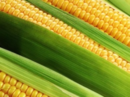 Украина остается самым дешевым экспортером кукурузы
