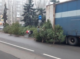 В Николаеве оштрафовали продавца елок, торгующего на дороге