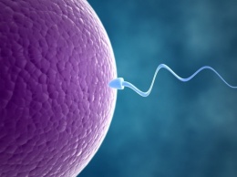 Любить своих детей на клеточном уровне: яйцеклетки «выбирают» компоненты здоровых клеток, чтобы передать их