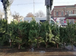Сколько стоят новогодние елки в Бердянске