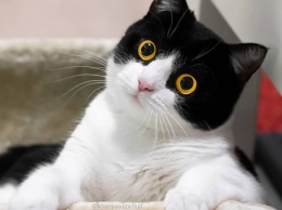 Сеть покоряет кошка Иззи с огромными глазами. Фото