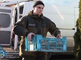 Николаевский рыбоохранный патруль передал полтонны рыбы на благотворительность (ФОТО)