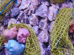 В Одесской области создали более чем трехметровую елку из морских ракушек