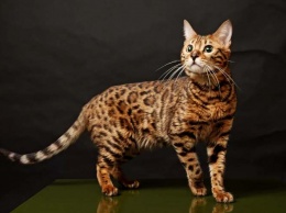 ТОП-3 самых редких окрасов кошек