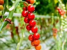 Отставить зиму: как в Украине купить по-летнему вкусные огурцы и помидоры