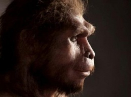 Homo erectus вымерли гораздо позже предполагаемого